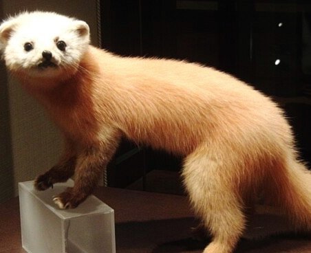 鹿优鲜哪里可以买