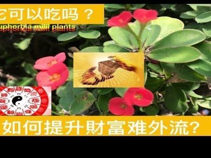 有什么办法套花呗吗