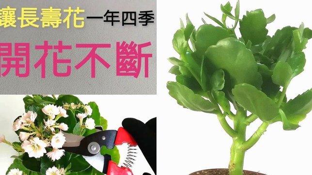 怎样用花呗套花呗