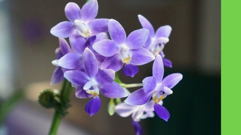 能套花呗的软件