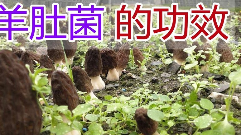 羊小咩额度怎么取