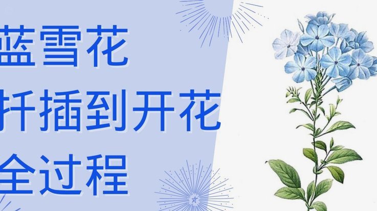 拿去花的价值何处寻