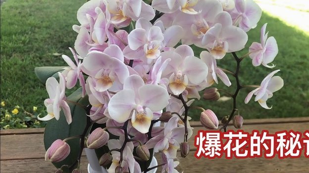 享花卡：玩法透彻，价值倍增