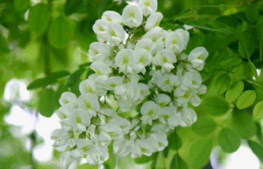 拿去花套现风险大  平台真伪难辨