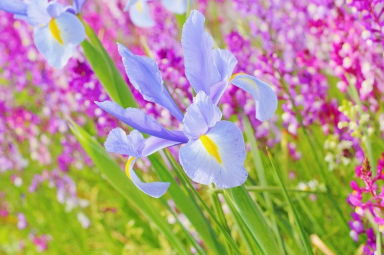 花呗秒套平台
