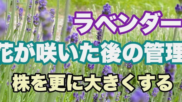 花呗取现，其实和借现金差不多