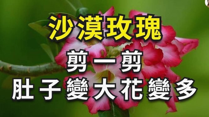 花呗取现相当于借款吗